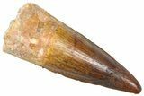 Fossil Spinosaurus Tooth - Real Dinosaur Tooth #361293-1